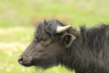 Image showing profile of juvenile water buffalo