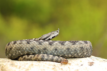 Image showing large male nose horned adder