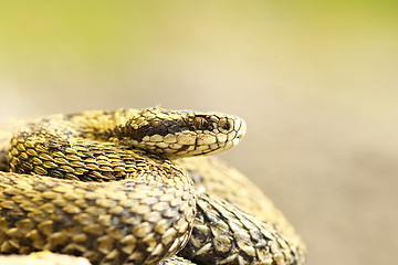 Image showing beautiful macro shot of meadow viper