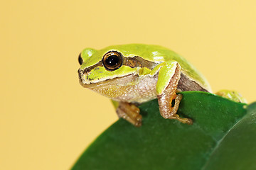 Image showing european tree frog on a leaf