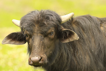 Image showing portrait of young black water buffalo