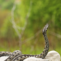 Image showing european venomous snake ready to attack