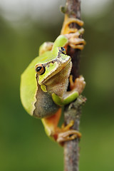 Image showing cute european green tree frog