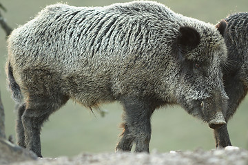 Image showing large wild boar at dawn