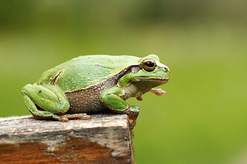 Image showing gorgeous european tree frog
