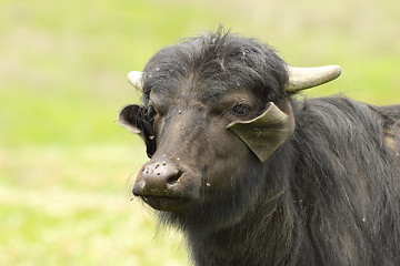 Image showing portrait of domestic buffalo