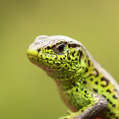 Image showing macro portrait of Lacerta agilis