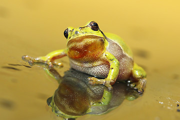 Image showing cute tree frog looking at the camera