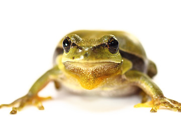 Image showing cute tree frog on white background