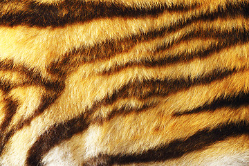 Image showing detail of colorful tiger fur