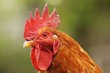 Image showing portrait of beautiful proud rooster