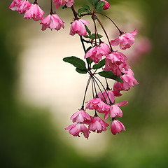 Image showing pink japanese cherry flowers