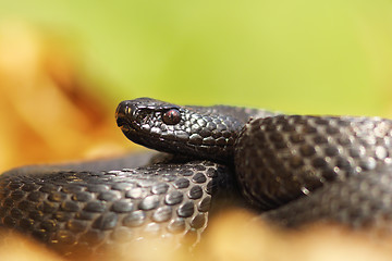 Image showing melanistic nikolsky viper portrait