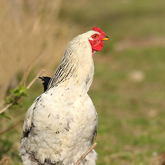 Image showing closeup of proud rooster