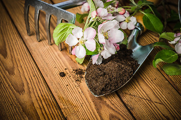 Image showing Branch of blossoming apple and garden tools on a wooden surface,