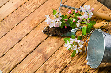 Image showing Branch of blossoming apple and garden tools on a wooden surface,