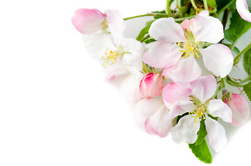 Image showing Branch of a blossoming apple-tree on a white background, close-u