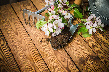 Image showing Branch of blossoming apple and garden tools on a wooden surface,