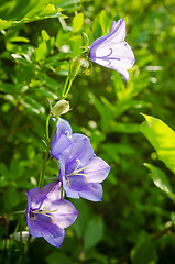 Image showing Flowering bells, close-up