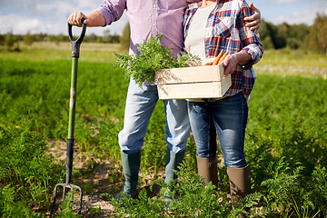 Image showing senior couple with shovel picking carrots on farm