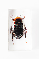 Image showing Cockroach