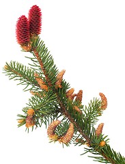 Image showing Branch of Norway spruce