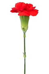 Image showing Carnation flower on white