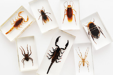 Image showing Insects