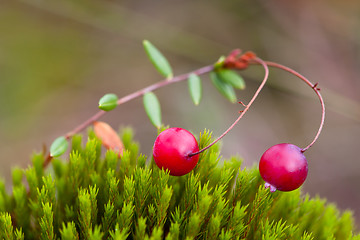 Image showing Berry cranberries on moss