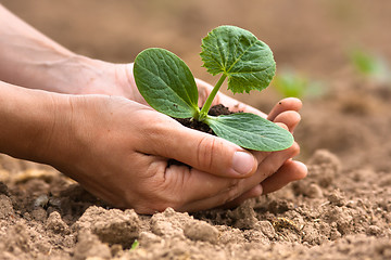 Image showing seedling with soil in hands of woman