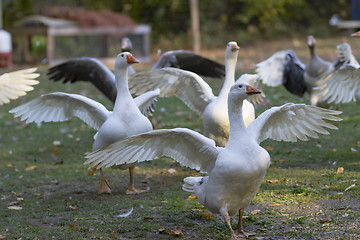 Image showing Geese in outdoor enclosure