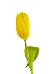 Image showing Yellow Tulip