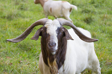 Image showing Billy goat