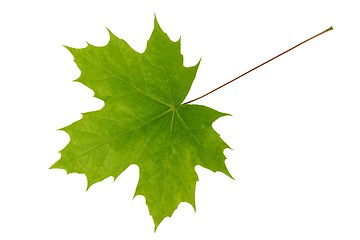 Image showing Spring maple leaf