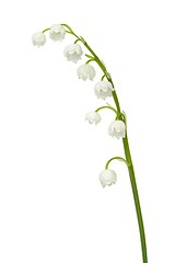 Image showing Lily of the valley