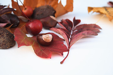 Image showing natural items of autumn