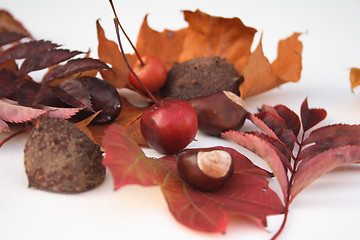 Image showing natural items of autumn