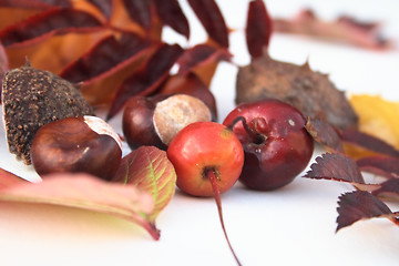 Image showing natural items of autumn