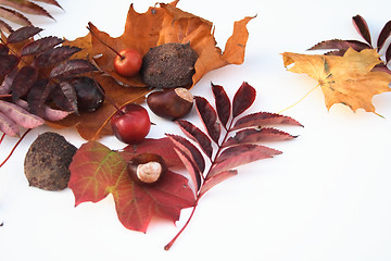 Image showing natural items of autumn