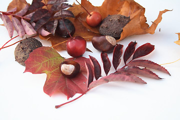 Image showing natural items of autumn