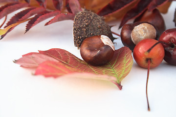 Image showing natural items of autumn