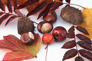 Image showing natural items of autumn