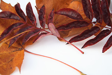 Image showing autumn leaves