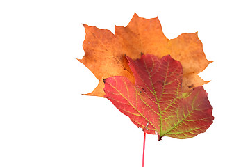 Image showing autumn leaves