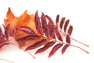 Image showing autumn leaves