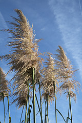 Image showing pampas grass