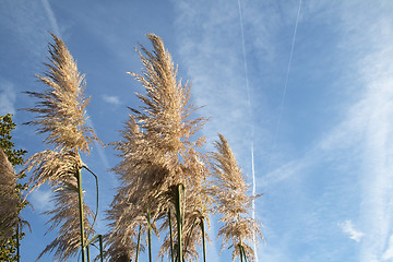 Image showing pampas grass