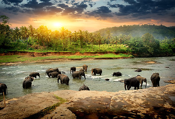 Image showing Elephants in jungle