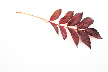 Image showing autumn leaves