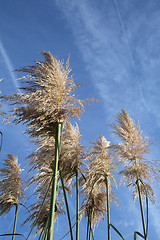 Image showing pampas grass